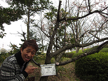 春だ！桜だ！花見ドライブ！