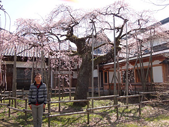 春だ！桜だ！！花見ドライブ
