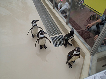 秋のおすすめ行楽ドライブ／新潟市水族館 マリンピア日本海