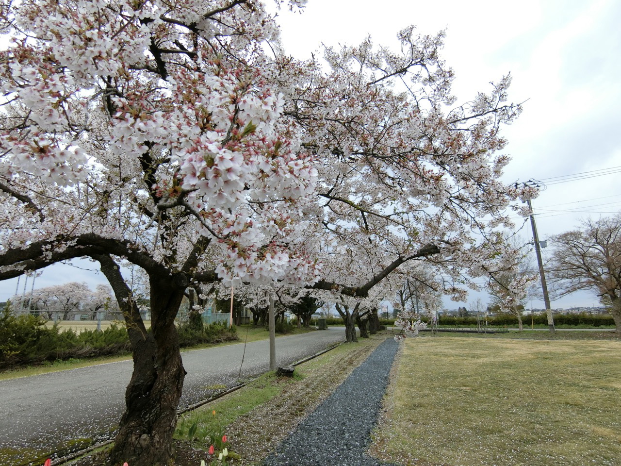 桜の香りに癒やされる