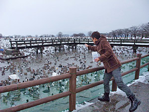 冬の定番ドライブ／瓢湖で白鳥を見よう