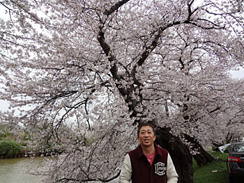 春だ！花見だ！桜ドライブ
