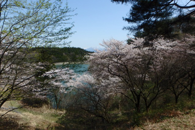 春の恒例！花見ドライブ