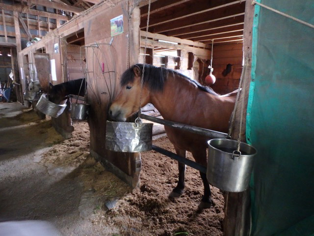 胎内で気軽に体験乗馬