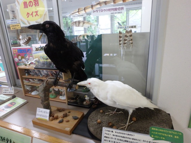新潟県の生息する鳥について学ぶ