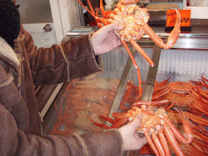 いよいよ解禁！カニ三昧の旅