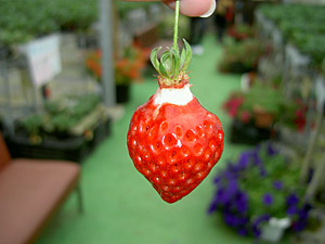 今が旬！イチゴを食べ尽くす！！