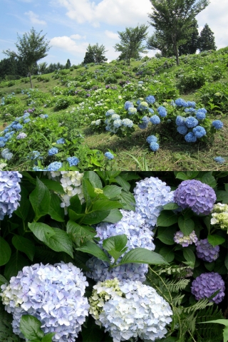 【十日町市 特派員情報】十日町市　あじさい公園