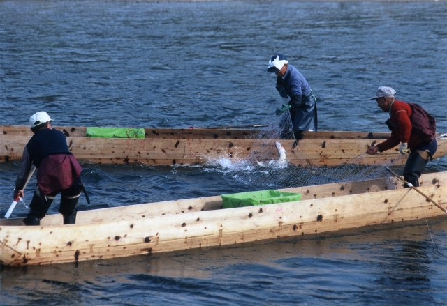 【村上市 特派員情報】村上市の「居繰網漁」（いぐりあみりょう）