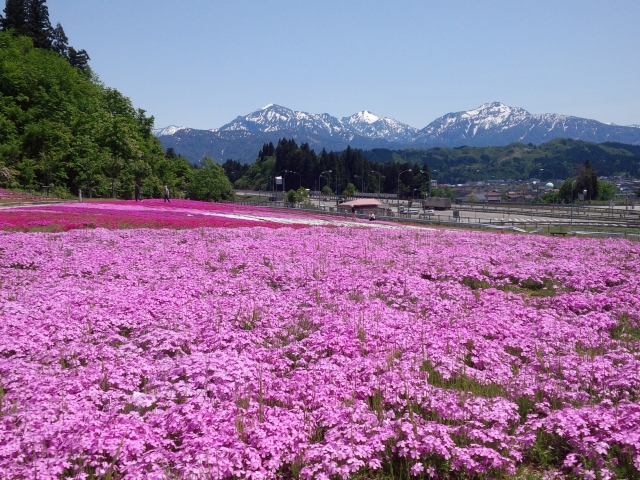 【魚沼市 特派員情報】芝桜、見頃です！